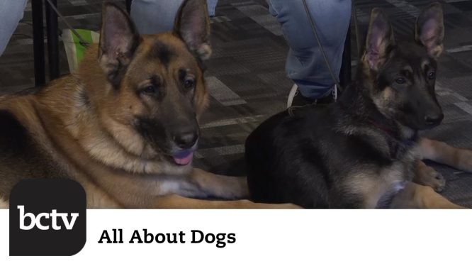 German Shepherds | All About Dogs
