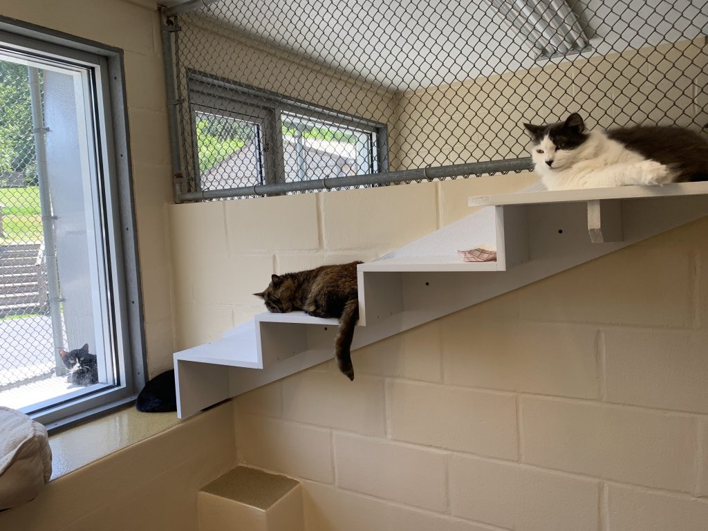 ARL Announces Reduced Adoption Fee Event to Address Critical Capacity