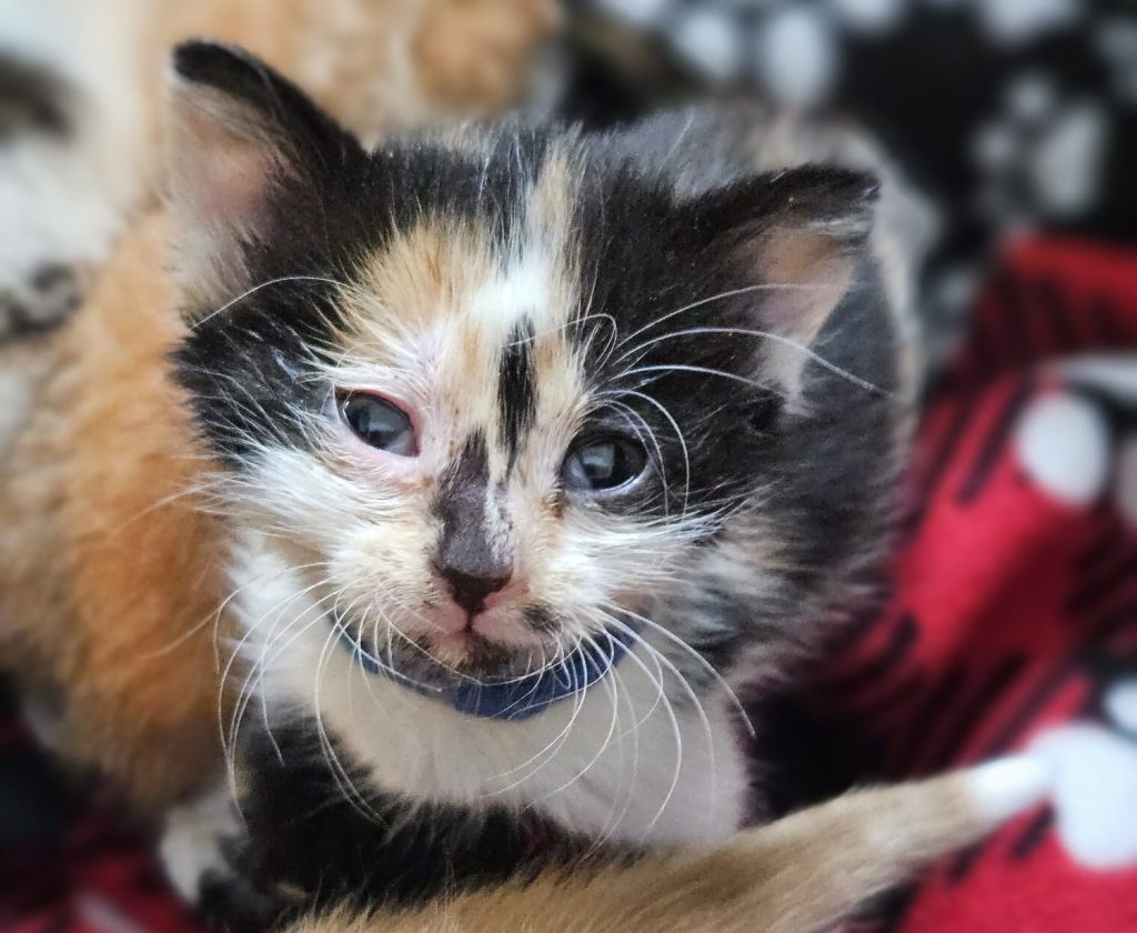 ARL Urgently Seeks Foster Families Amidst Kitten Season