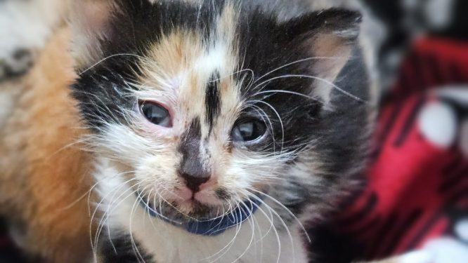 ARL Urgently Seeks Foster Families Amidst Kitten Season