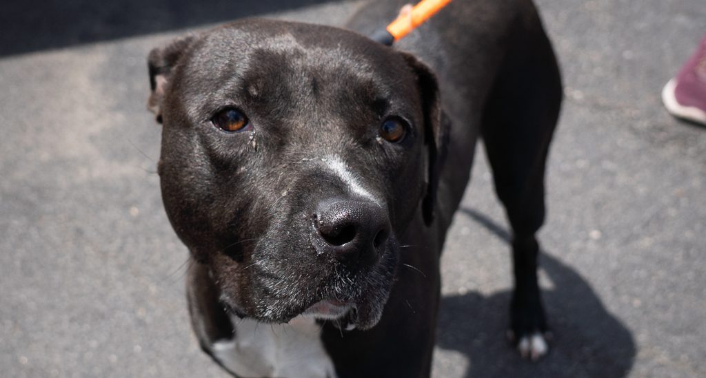 Tom Schaeffer’s Camping & Travel Center to Host Free Adoption Weekend at ARL