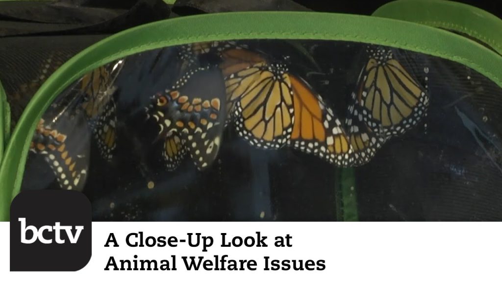 Summer’s Not Over! Labor Day Holiday & Butterflies | A Close-Up Look at Animal Welfare Issues