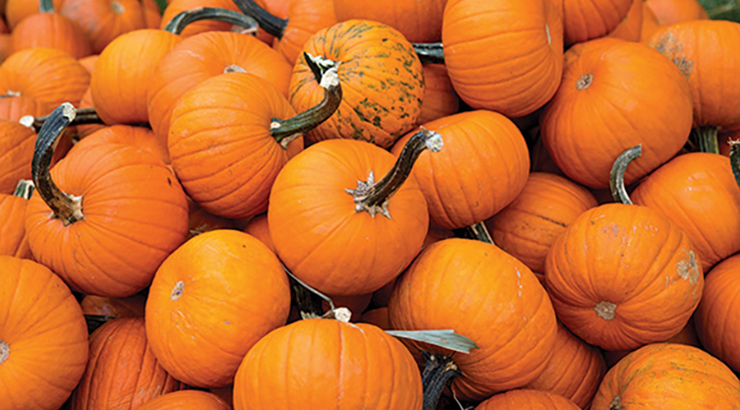 Live Music and Folklife Demonstrations Headline the Fun at Heemet Fescht 2024