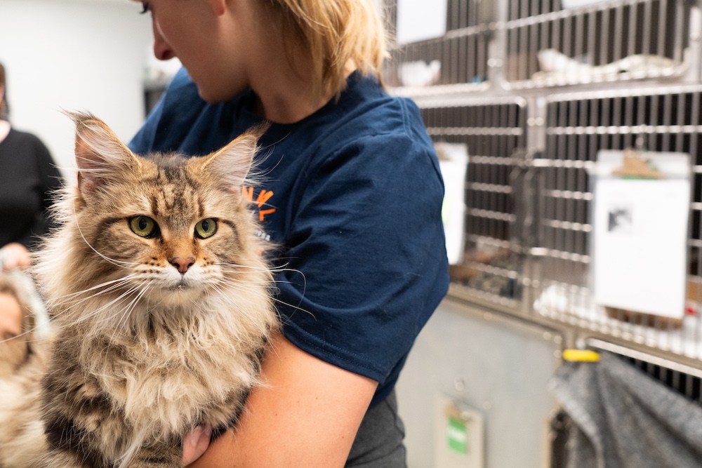 ARL in Critical Need After 30+ Animal Case