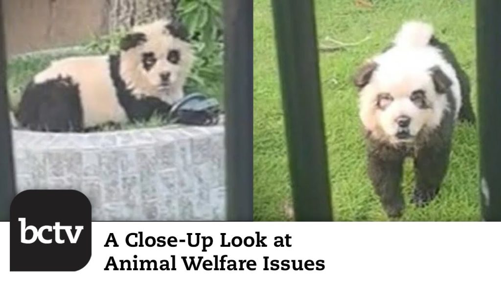 “Panda” Dogs in China’s Shanwei Zoo; Yellowstone National Park; Mosquitoes | Animal Welfare Issues