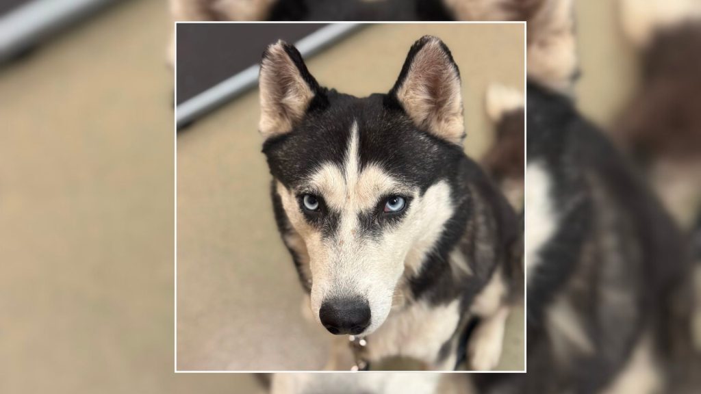 Animal Rescue League of Berks County to Host Adoption Events