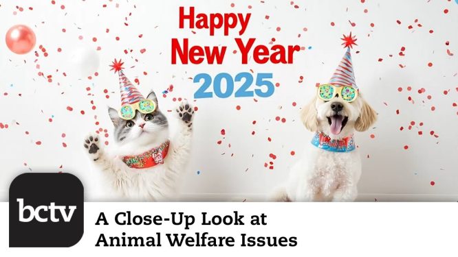 Holiday Season Special | A Close-Up Look at Animal Welfare Issues