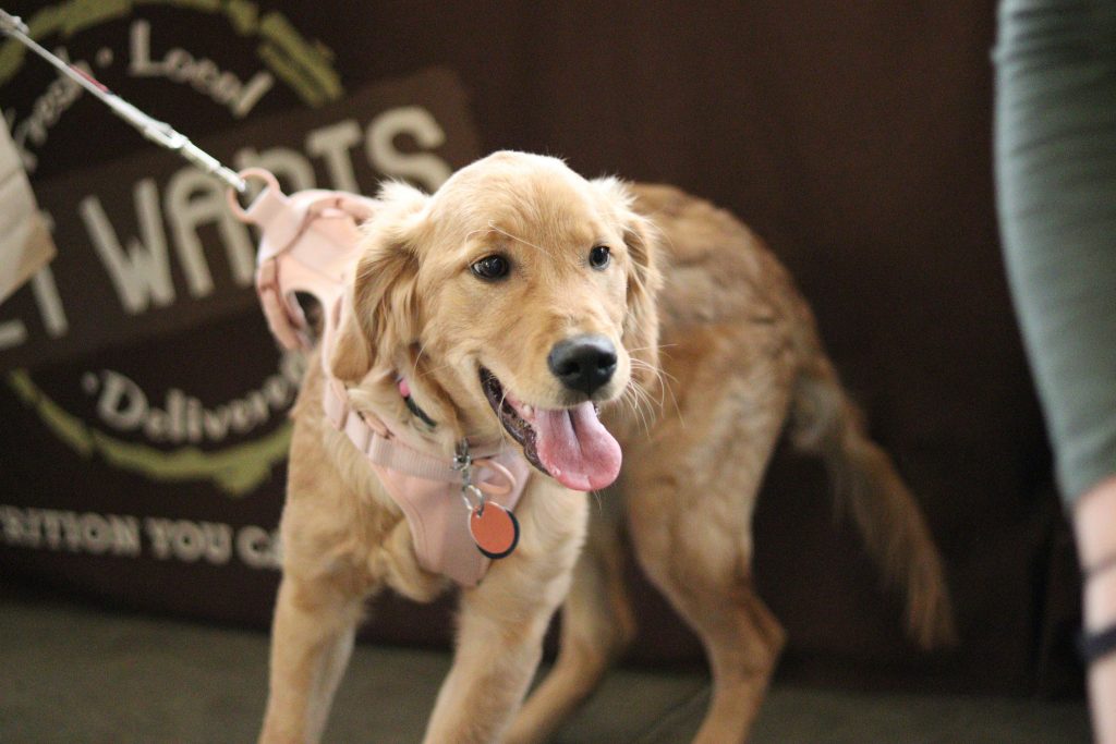 ‘Love Your Dog, License Your Dog’ — by January Deadline