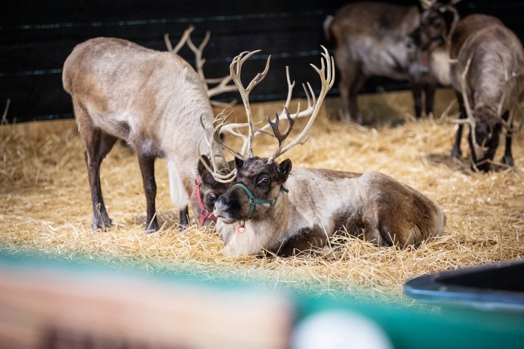 Santa’s Reindeer Cleared for Special Deliveries Across Pennsylvania on Christmas Eve