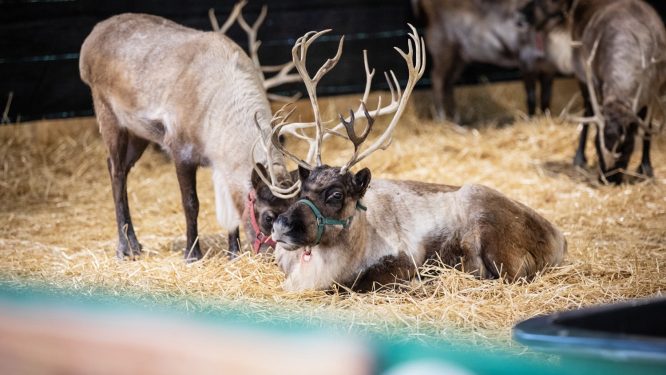 Santa’s Reindeer Cleared for Special Deliveries Across Pennsylvania on Christmas Eve