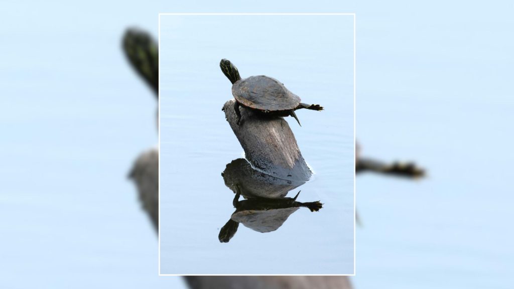Berks County Resident Places in 2024 “Leap In” State Park and Forest Photo Contest