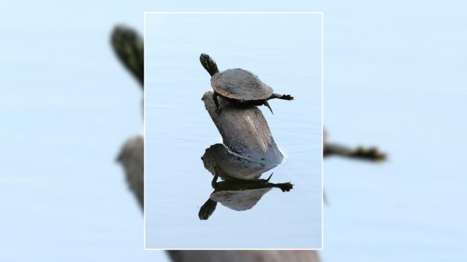 Berks County Resident Places in 2024 “Leap In” State Park and Forest Photo Contest