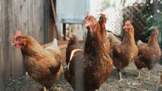 First Case of Avian Influenza is Confirmed in PA Poultry, Department of Ag Takes Action with Response Plan