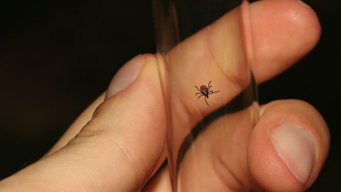 Shapiro Administration Invites Students to Enter Art Contest to Raise Awareness About Ticks and Lyme Disease