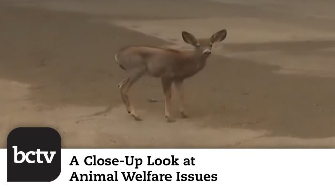 Wildfires in California; Bald Eagle Frozen to the Ground Rescued | Animal Welfare Issues