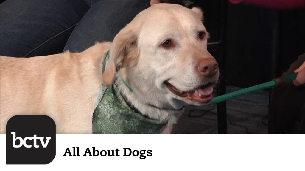 Why Have Your Dog Professionally Groomed? | All About Dogs