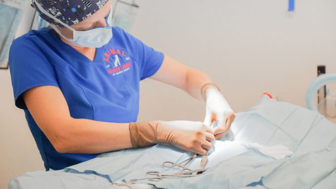 Animal Rescue League Receives Rachel Ray Save Them All Grant to Help Community Cats