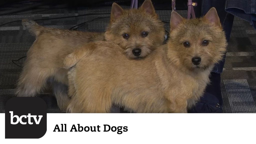 Norwich Terriers | All About Dogs