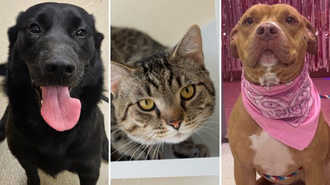Animal Rescue League of Berks County to Host Sponsored Adoption Event