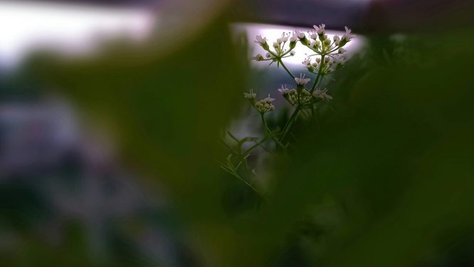 Youth Volunteers to Create Meditation Garden at Hope Rescue Mission