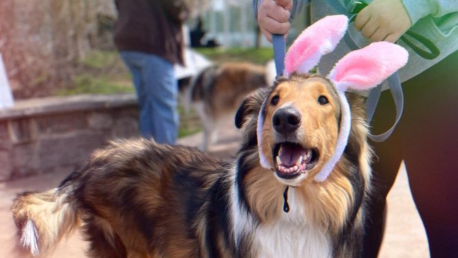 Humane Pennsylvania to Host Third Annual Egg Hunt for Pups