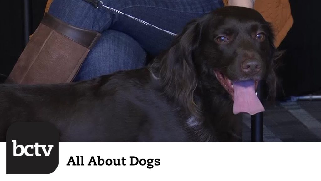 Small Munsterlander Breed | All About Dogs