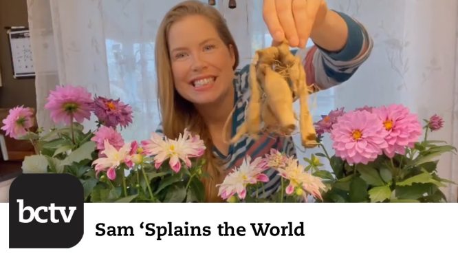 Dahlia Preppin’ in Pots | Sam ‘Splains the World