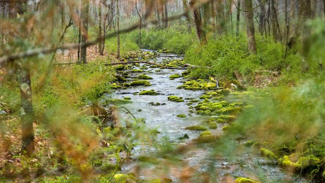 Department of Environmental Protection Begins 2025 Black Fly Suppression Program