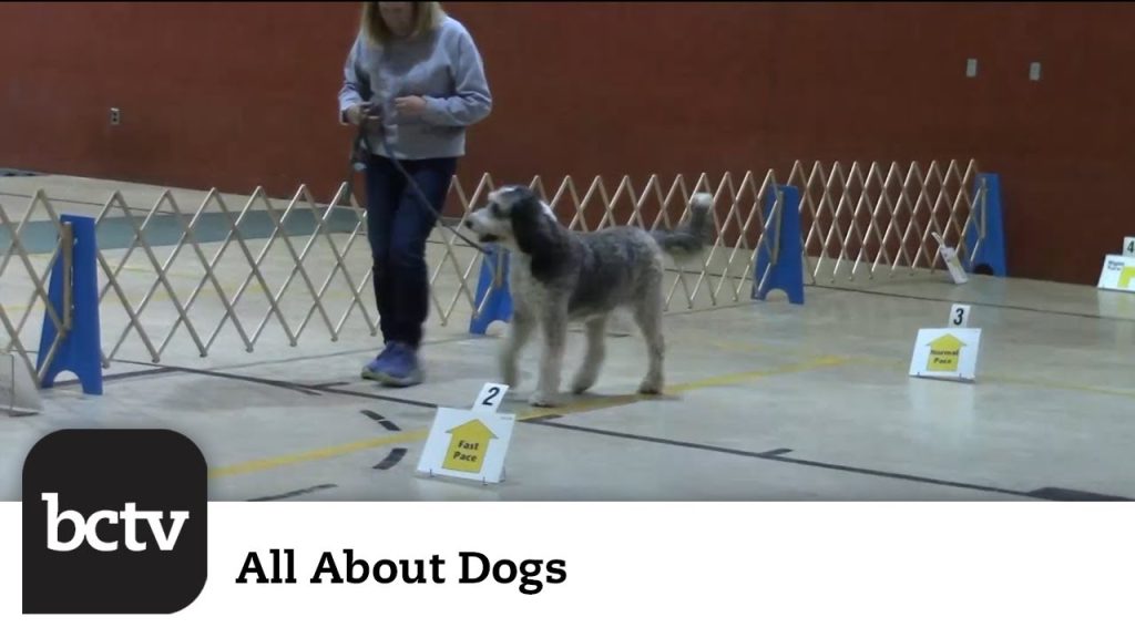 Berks County Dog Training Club Obedience Trials | All About Dogs