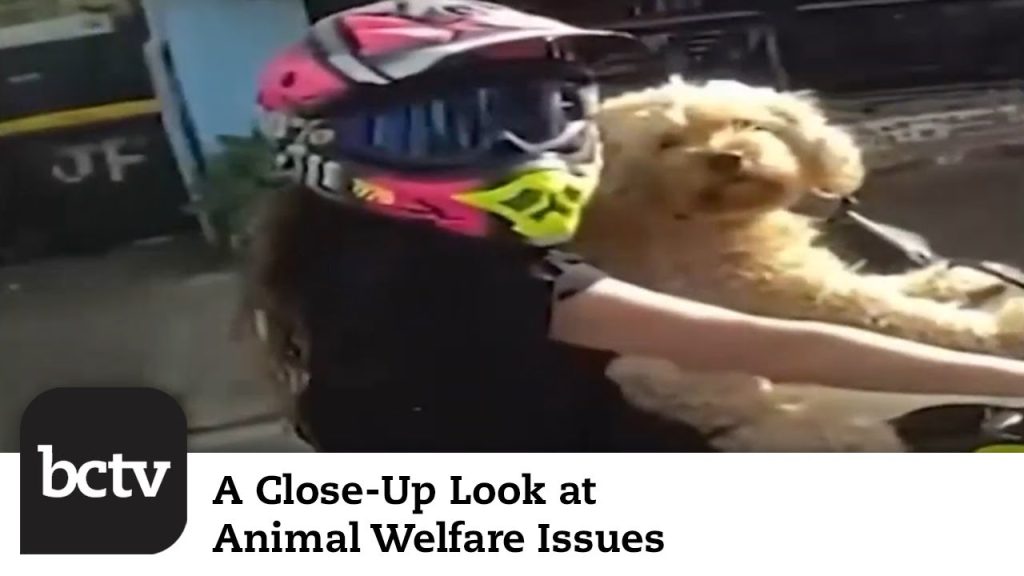 Animals Gone Wild | A Close-Up Look at Animal Welfare Issues