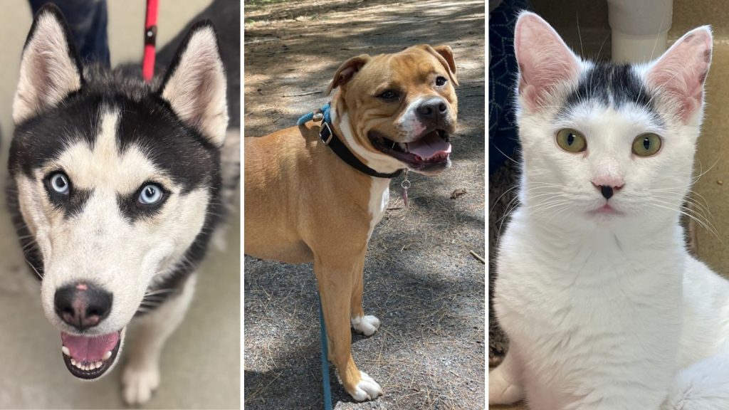 Animal Rescue League to Host Sponsored Adoption Day