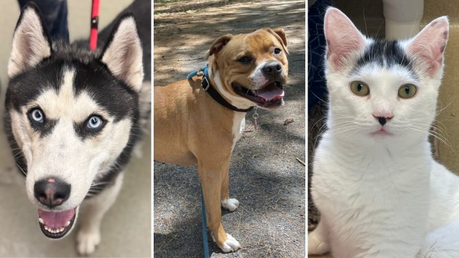 Animal Rescue League to Host Sponsored Adoption Day