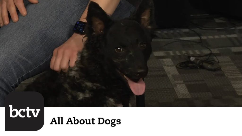 The Mudi – Another New AKC Breed | All About Dogs