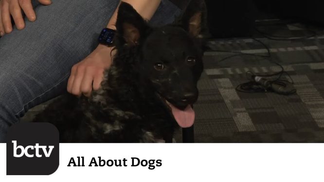 The Mudi – Another New AKC Breed | All About Dogs