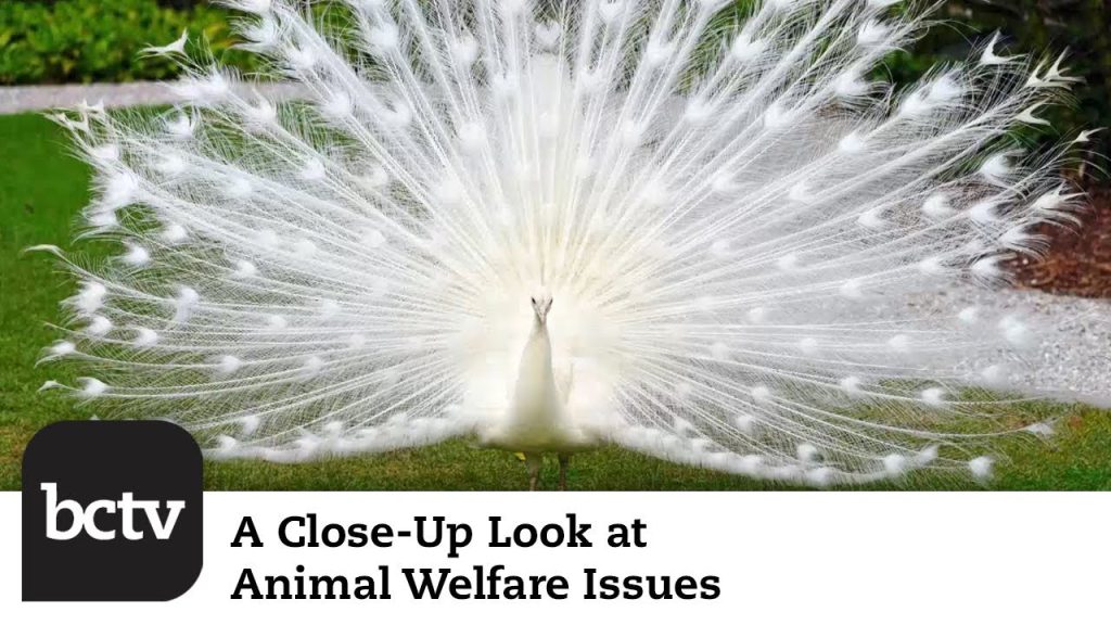 Bear and White Peacock Sighting in Berks County & More | A Close-Up Look at Animal Welfare Issues