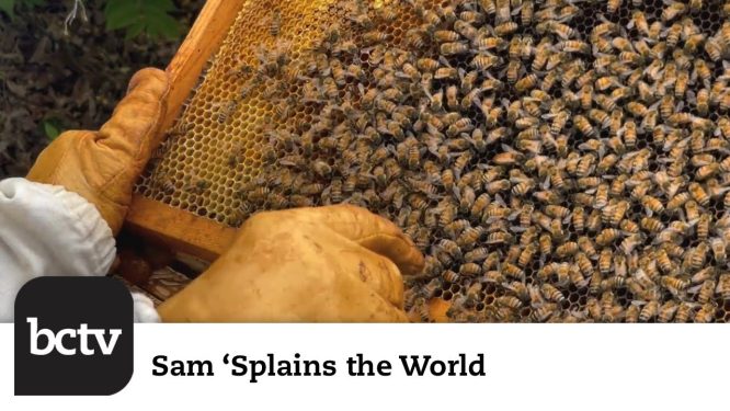 Fieldtrip Edition – Americana Apiary (Part 1) | Sam ‘Splains the World