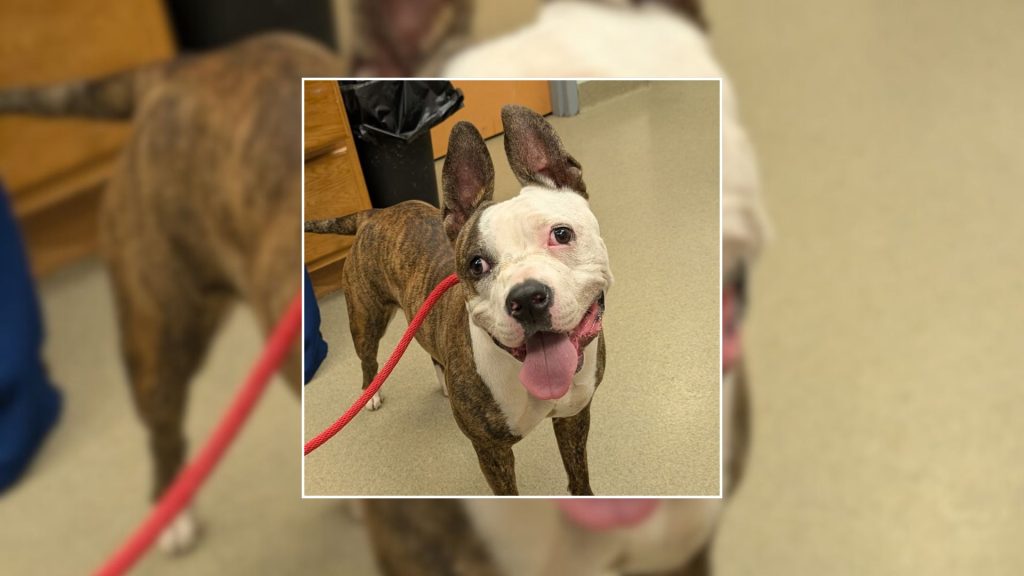 Berks County Readers Reach 500,000-Minute Goal — Weebles the Pit Bull Gets a Paw Up