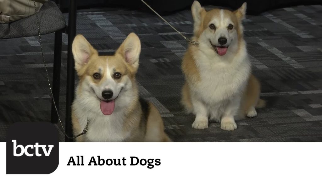 Pembroke Welsh Corgis | All About Dogs