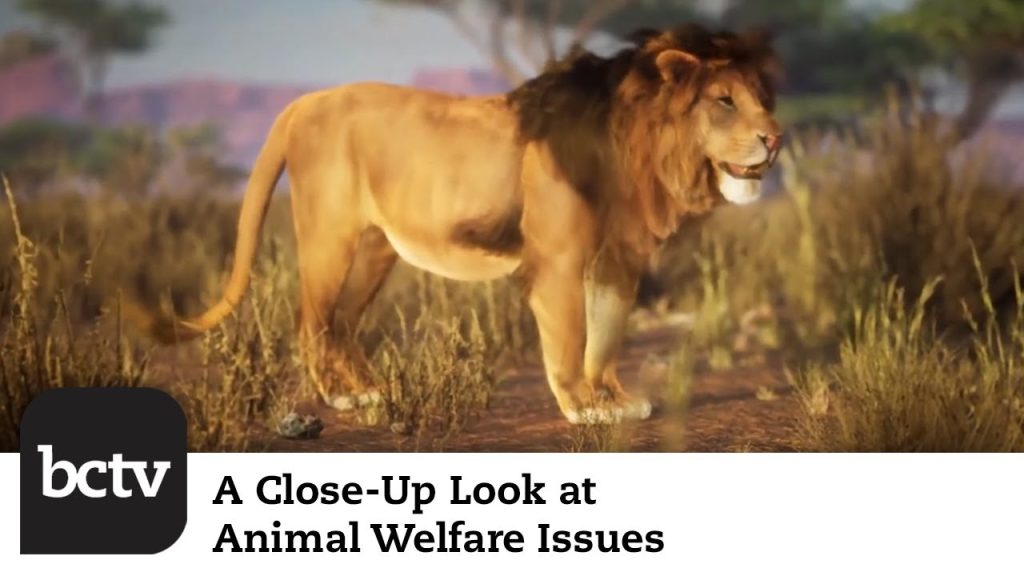 New Hologram Zoo, Carriage Horse Court Case, and More | A Close-Up Look at Animal Welfare Issues