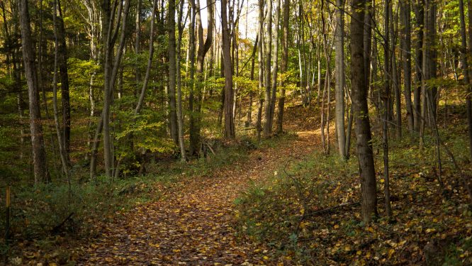 $5 Million Program to Help Forest Landowners Strengthen PA’s Woodlands