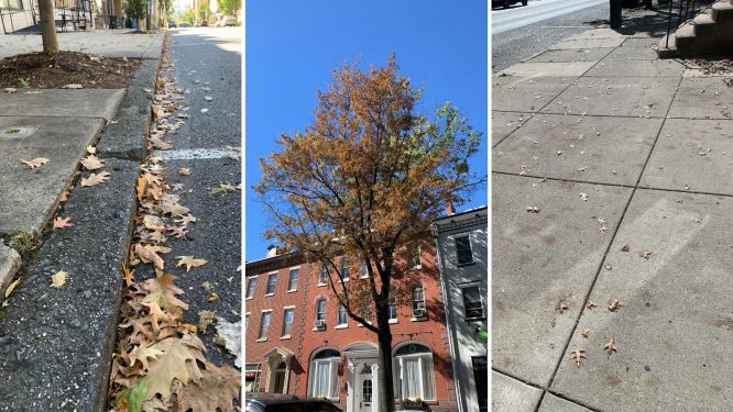 City of Reading Reuses Autumn Leaves for the Environment, Begins Collecting Them Oct. 13