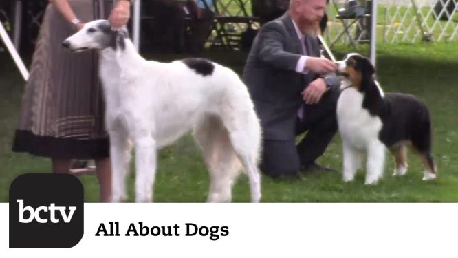 Berks County Kennel Club’s Point Show Highlights | All About Dogs