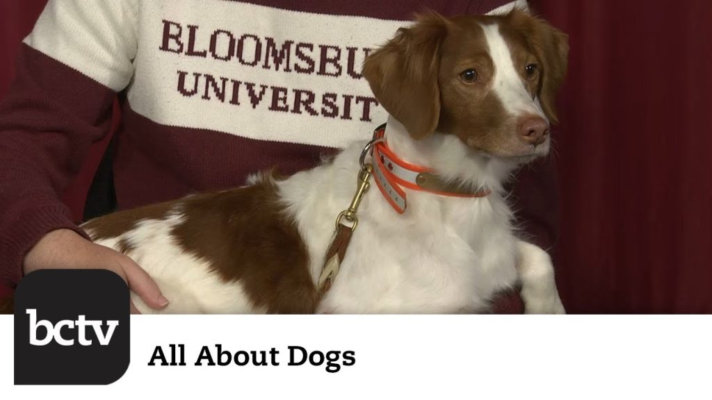 Brittany Spaniels | All About Dogs