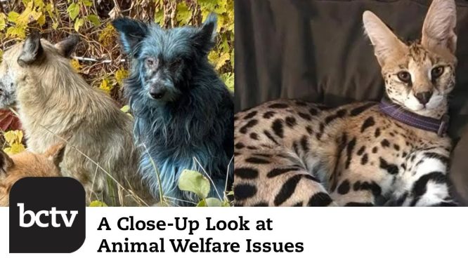 Blue Dogs in Chernobyl, Serval Cats in Berks, and More | A Close-Up Look at Animal Welfare Issues