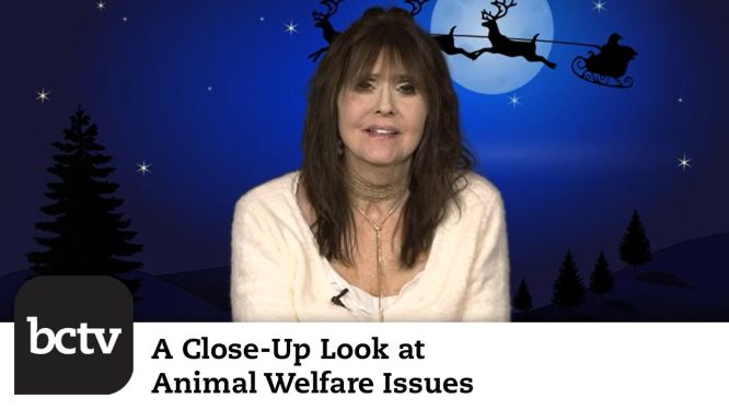 Happy “Howlidays” | Animal Welfare Issues