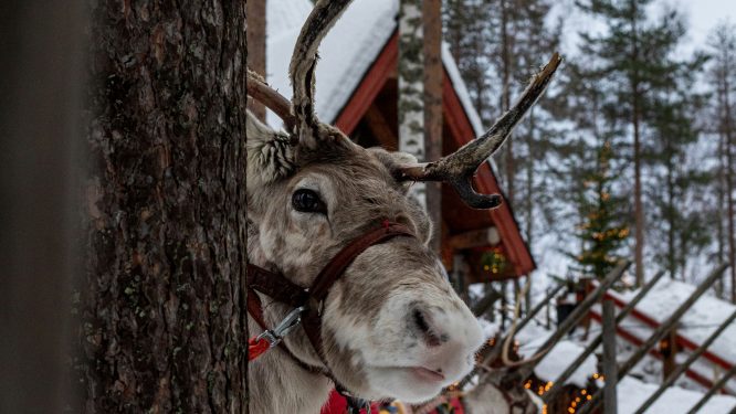 Santa’s Reindeer Receive Clean Bill of Health for Special Deliveries Across PA on Christmas Eve