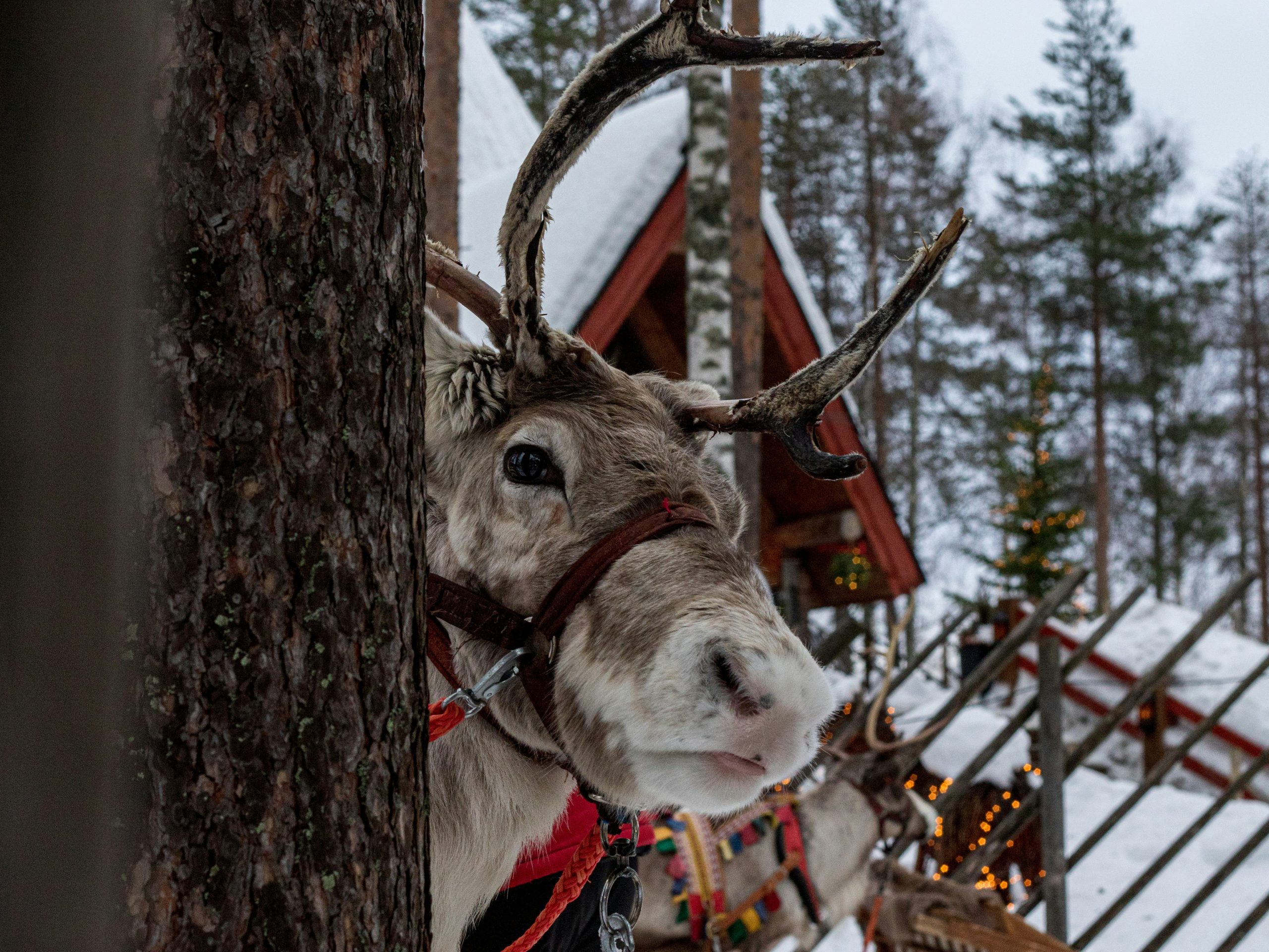 Santa’s Reindeer Receive Clean Bill of Health for Special Deliveries Across PA on Christmas Eve