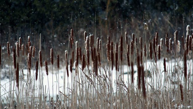 Join Berks County Parks & Recreation for February 2026 in the Parks