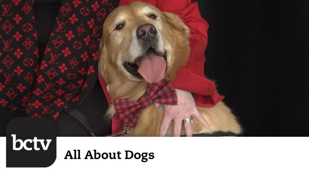 Golden Retriever Children’s Book | All About Dogs