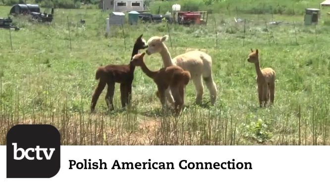 A Visit to Bent Limb Alpaca Farm | Polish American Connection